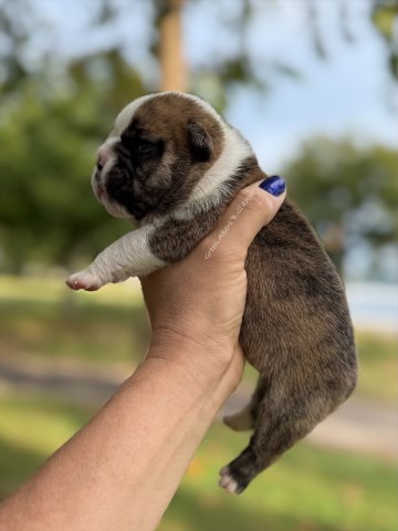 English Bulldog puppy for sale + 66748