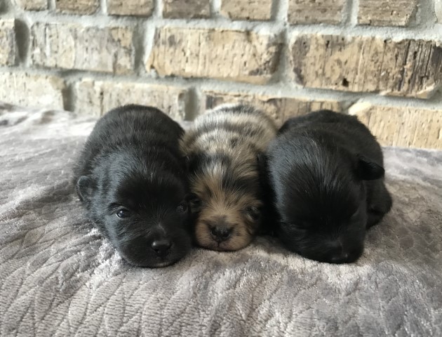 CKC Pomeranian puppies