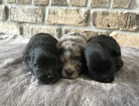 CKC Pomeranian puppies Pomeranian for sale/adoption