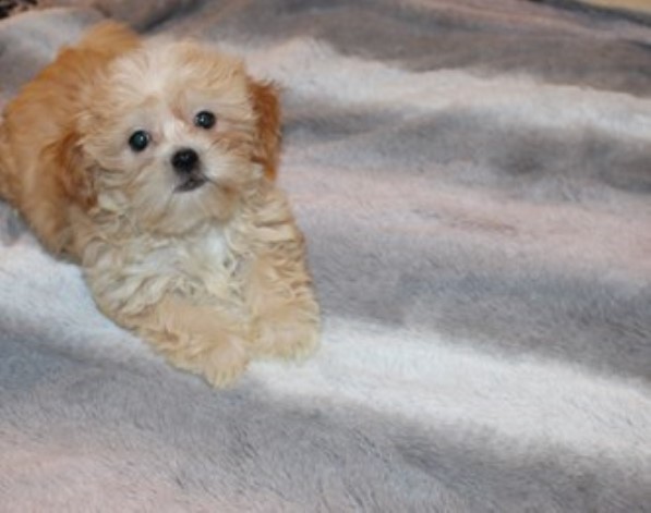 Mi Ki puppy for sale + 65335