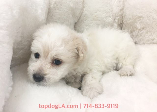Cacapoo Puppy - Female - Tammy ($1,199)