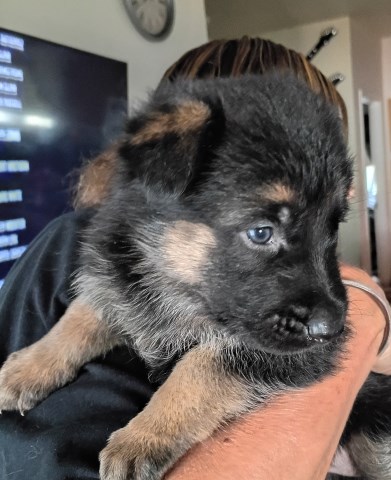 German Shepherd Dog puppy for sale + 67183