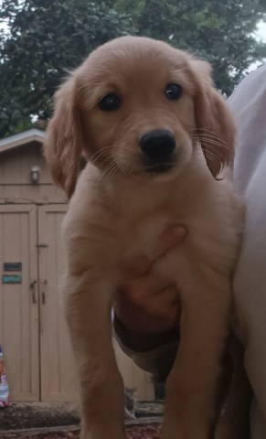 Golden Retriever puppies AKC- ready now
