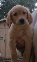 Golden Retriever puppies AKC- ready now Golden Retriever for sale/adoption