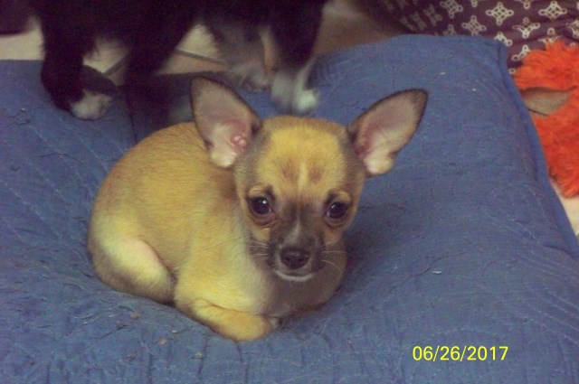 Chihuahua puppy dog for sale in Largo, Florida