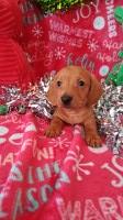 Gorgeous Miniature Dachshund Puppies Available Dachshund for sale/adoption