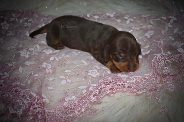 Dachshund puppy for sale + 60125