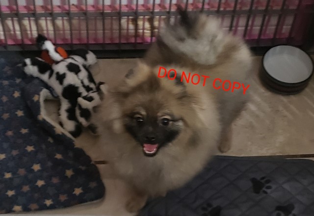 Wolf sable Pomeranian Puppy