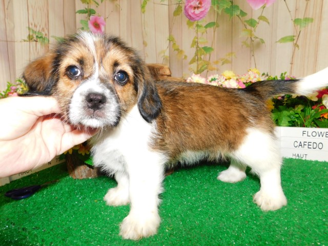 Beagle puppy for sale + 64022