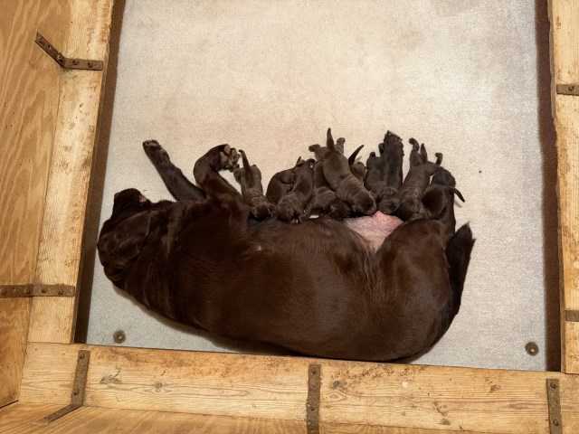 Labrador Retriever puppy for sale + 61814