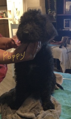 Labradoodle puppy for sale + 63471