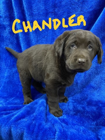 Labrador Retriever puppy for sale + 65345