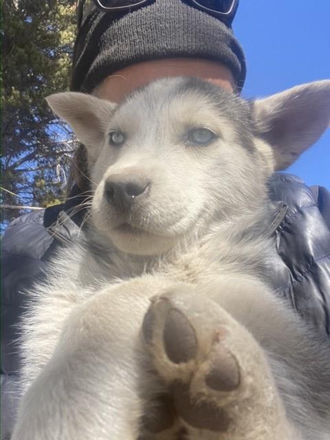 Husky Mix puppies