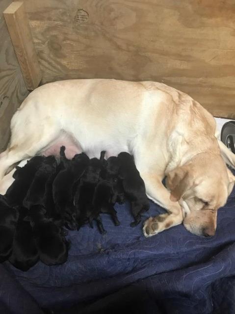 AKC Black Lab Puppies (silver factor)