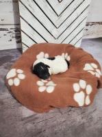 Gorgeous Toy Poodles Poodle Toy for sale/adoption