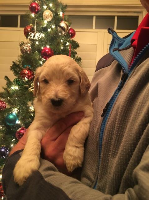 Goldendoodle puppy for sale + 59518