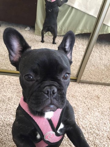 French Bulldog puppy for sale + 53037
