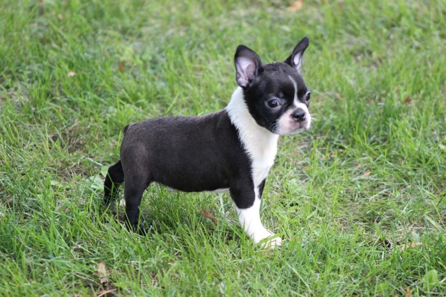 Boston Terrier puppy for sale + 63540
