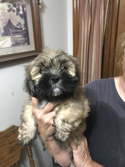 Lhasa Apso puppy for sale + 63644