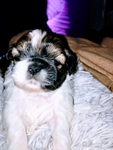 Shih Tzu puppy for sale + 53610