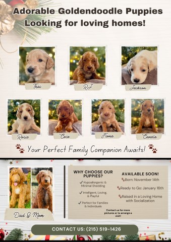 Goldendoodle Puppies – Smart, Friendly, and Hypoallergenic