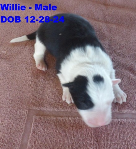 ABCA Border Collies