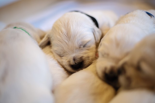 English Golden Retriever Puppies