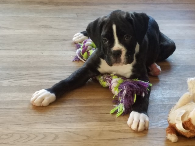 Boxer puppy for sale + 51350