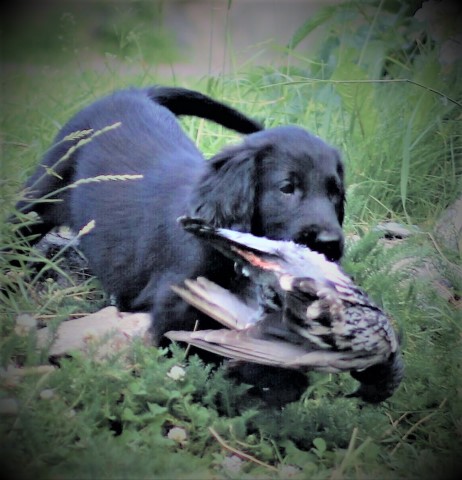 Flat Coated Retriever puppy for sale + 53718