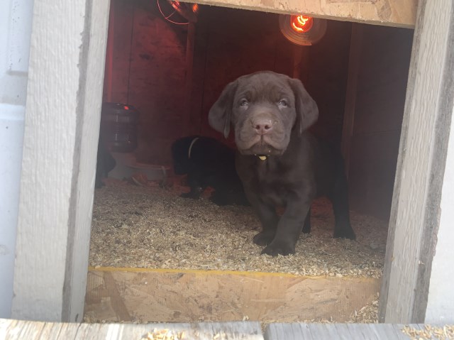 Labrador Retriever puppy for sale + 59357