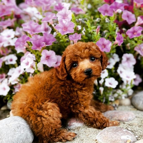 Poodle Toy puppy for sale + 61942