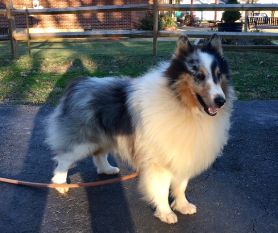 SHELTIE PUPPIES 2 sable boys 3/21 & Blue merle adult male 4yrs
