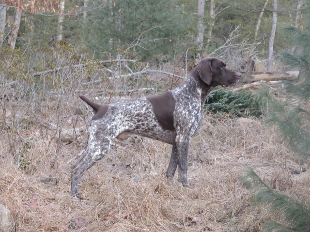 GERMAN SHORTHAIRED POINTER PUPPIES - RONA & BREW