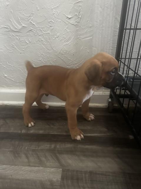 Boxer puppy for sale + 66622