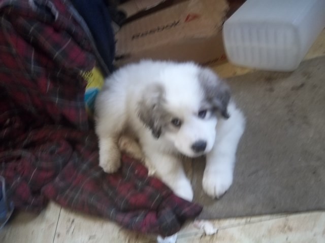 great pyrenees puppies