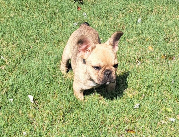 French Bulldog puppy for sale + 66195