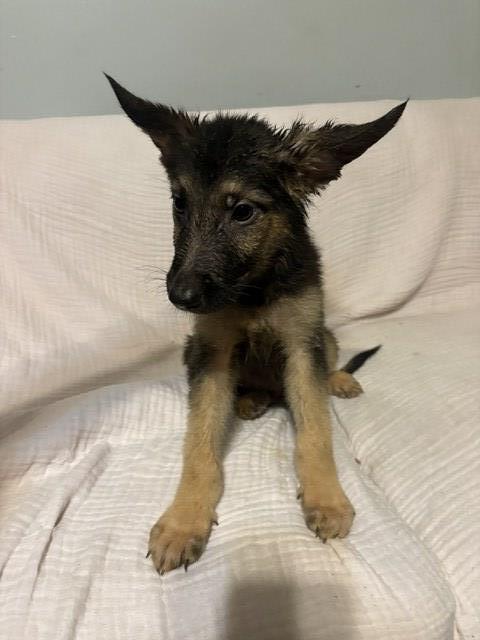 German Shepherd Dog puppy for sale + 67231
