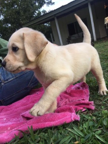 Labrador Retriever puppy for sale + 47230