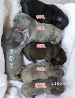 French bulldog puppy's French Bulldog for sale/adoption