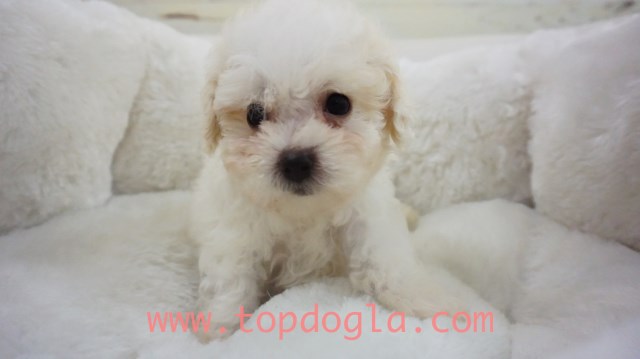 Maltipoo puppy for sale + 53692