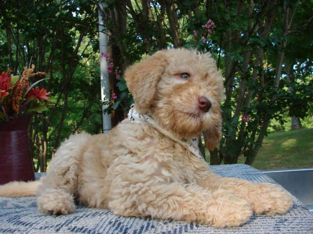 Labradoodle puppy for sale + 47018