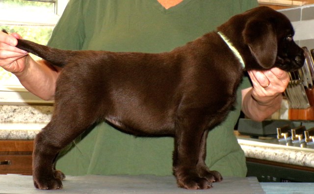 Labrador Retriever puppy for sale + 66726