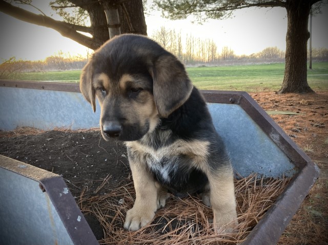 German Shepherd Dog puppy for sale + 63127