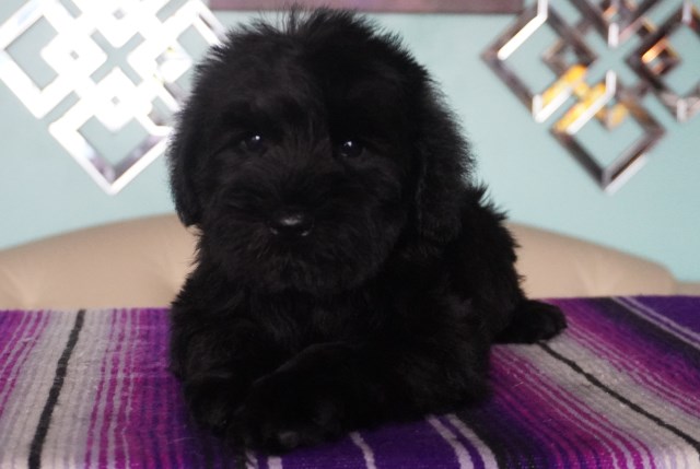 Miniature Schnauzer puppy for sale + 67088