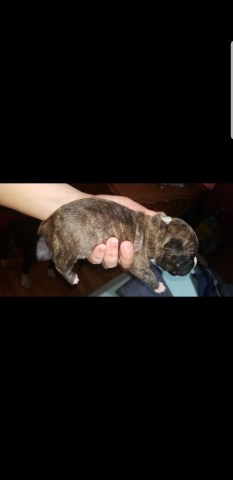 French Bulldog puppy for sale + 55421