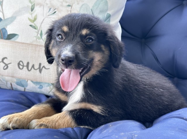 Australian Shepherd Dog puppy for sale + 66026