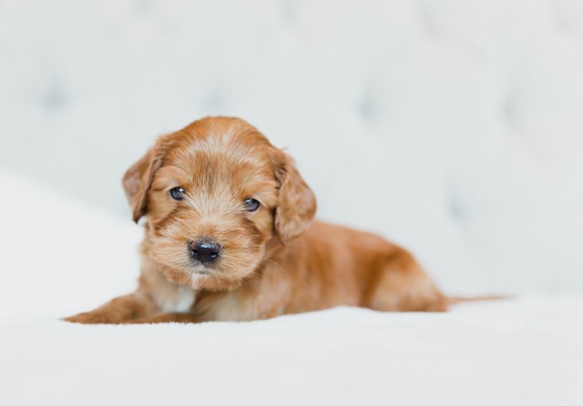 Labradoodle puppy for sale + 57268
