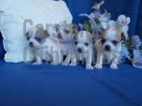 Meet Your Future Tiny Sidekick — A Chihuahua Full of Charm Chihuahua for sale/adoption