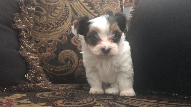 Parti Yorkshire Terrier - Male