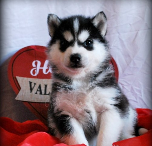 AKC Reg. siberian husky puppies for sale